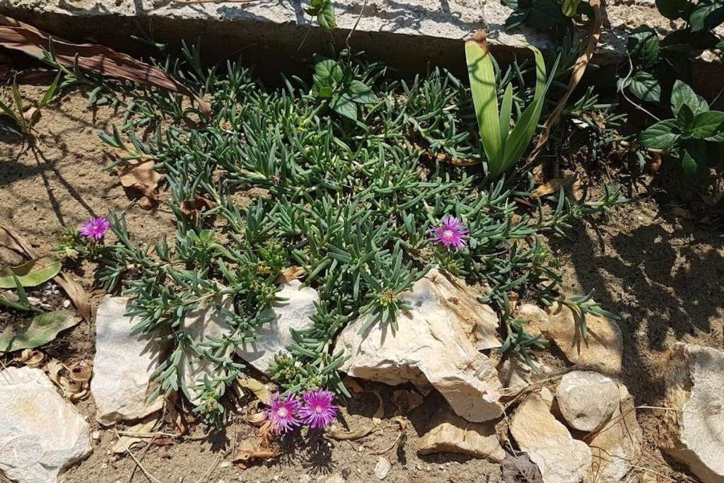 Apartment Kristic - Saplunara, Mljet Babino Polje Kültér fotó